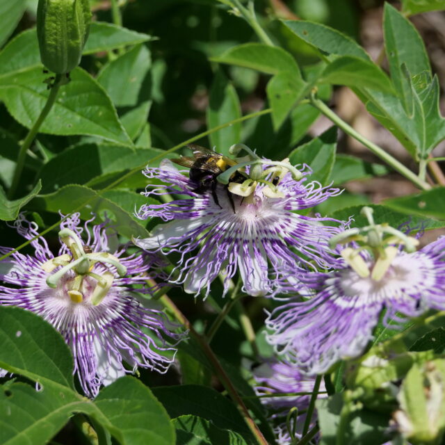 Passion Flower and Bumble Bee